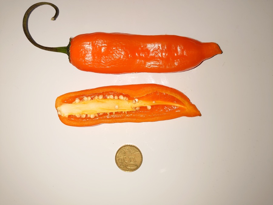 Ají Amarillo pepper