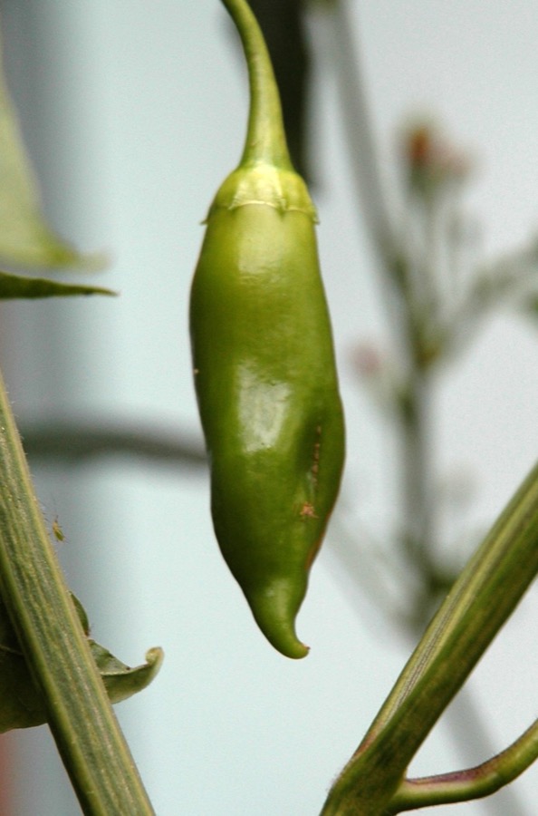 Ají Amarillo pepper