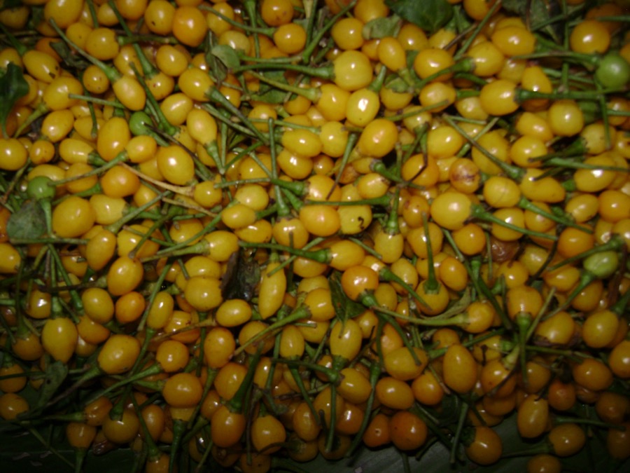 Ají Charapita pepper
