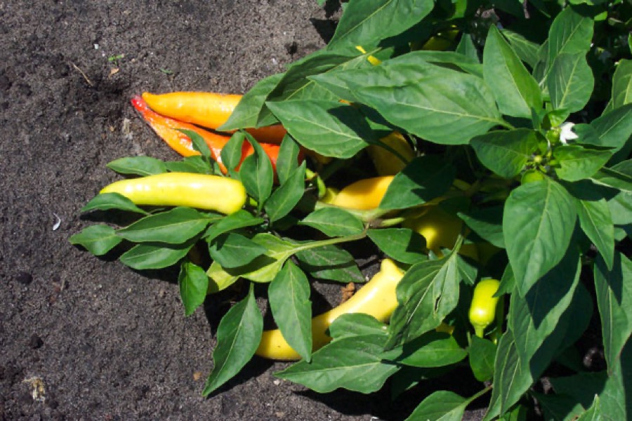 Banana Pepper pepper