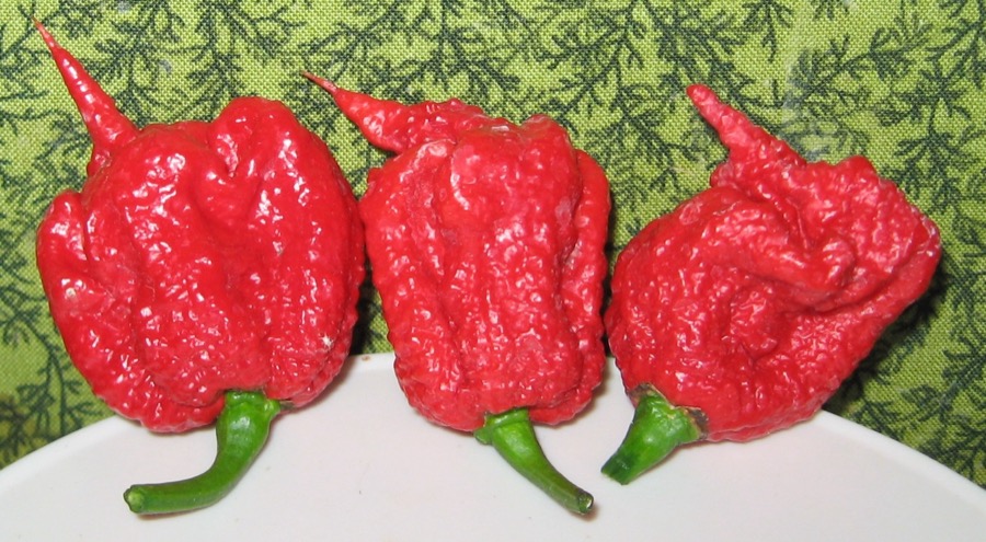 Carolina Reaper pepper