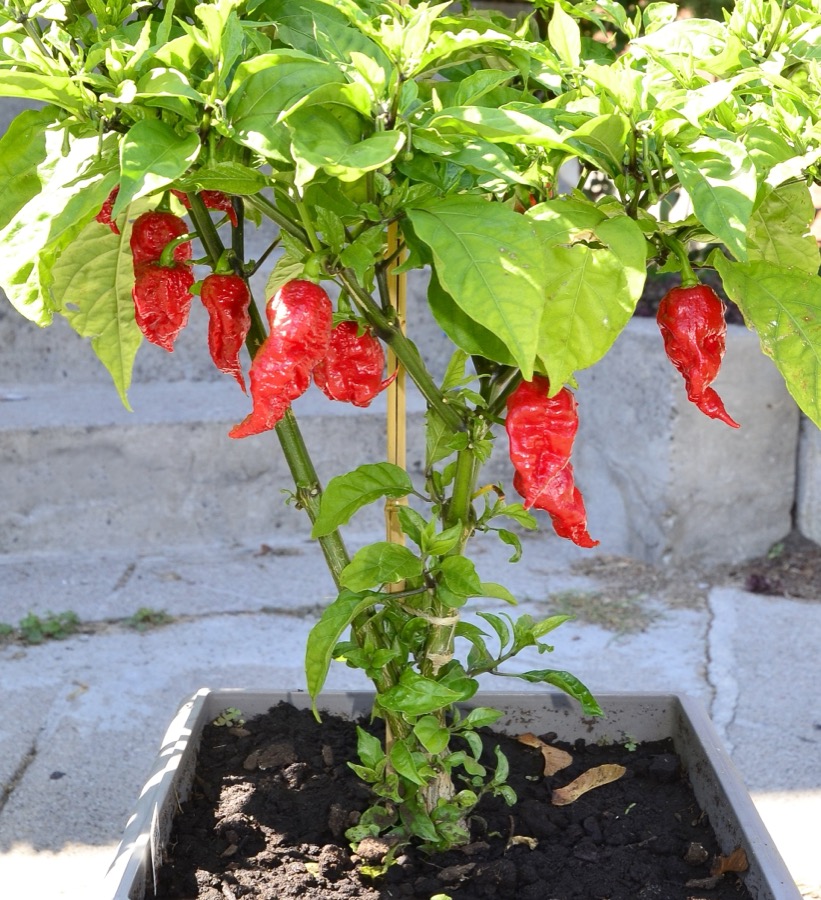 Carolina Reaper pepper