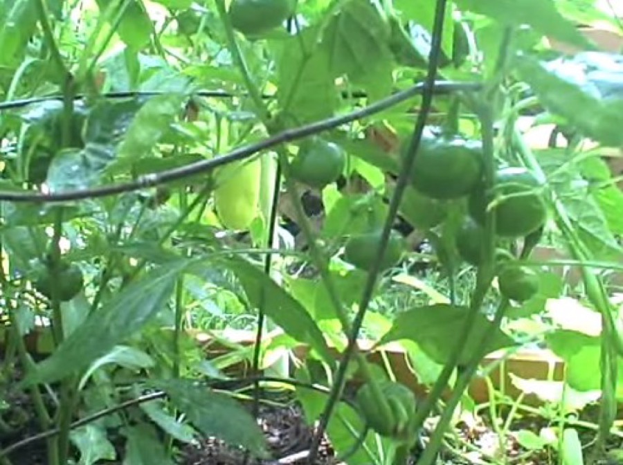 Cherry Bomb pepper