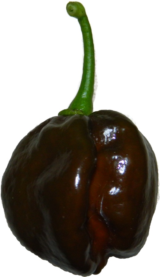 Chocolate Habanero pepper