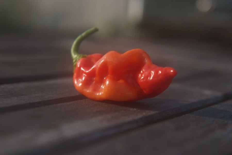 Datil pepper