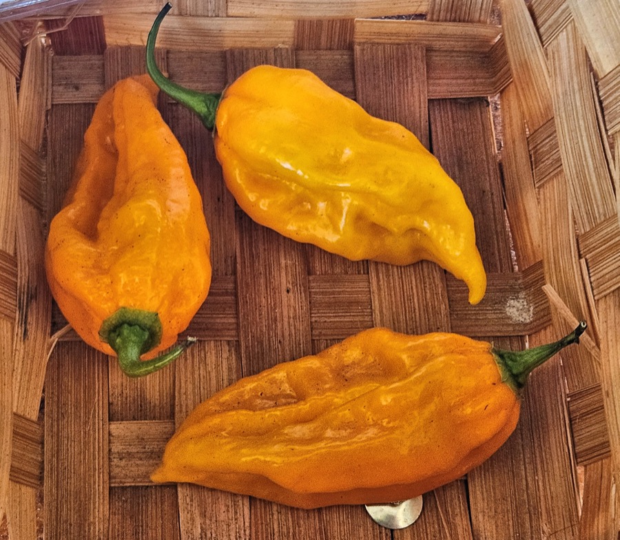 Fatalii pepper