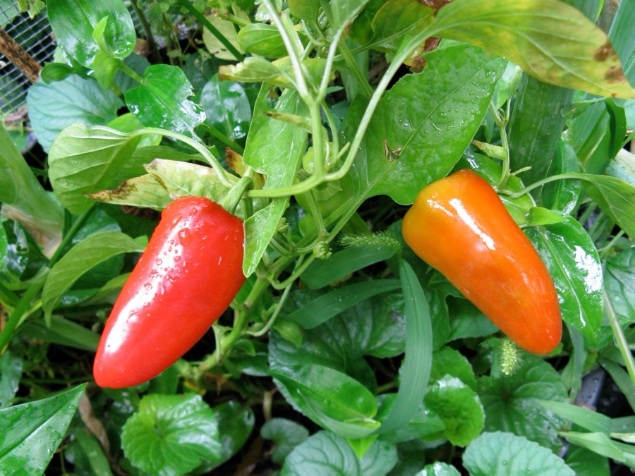 Fresno Pepper pepper