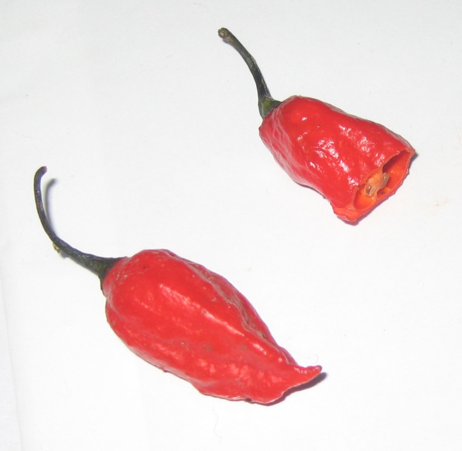 Ghost Pepper (Bhut Jolokia) pepper