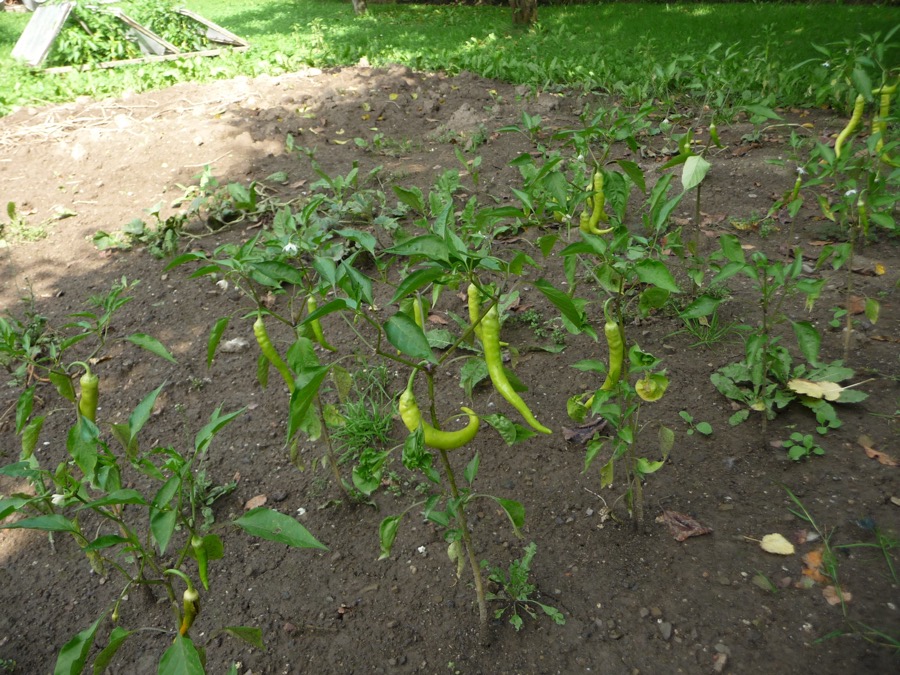 Goat Horn pepper