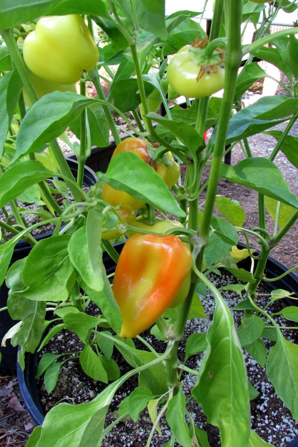 Gypsy Pepper pepper