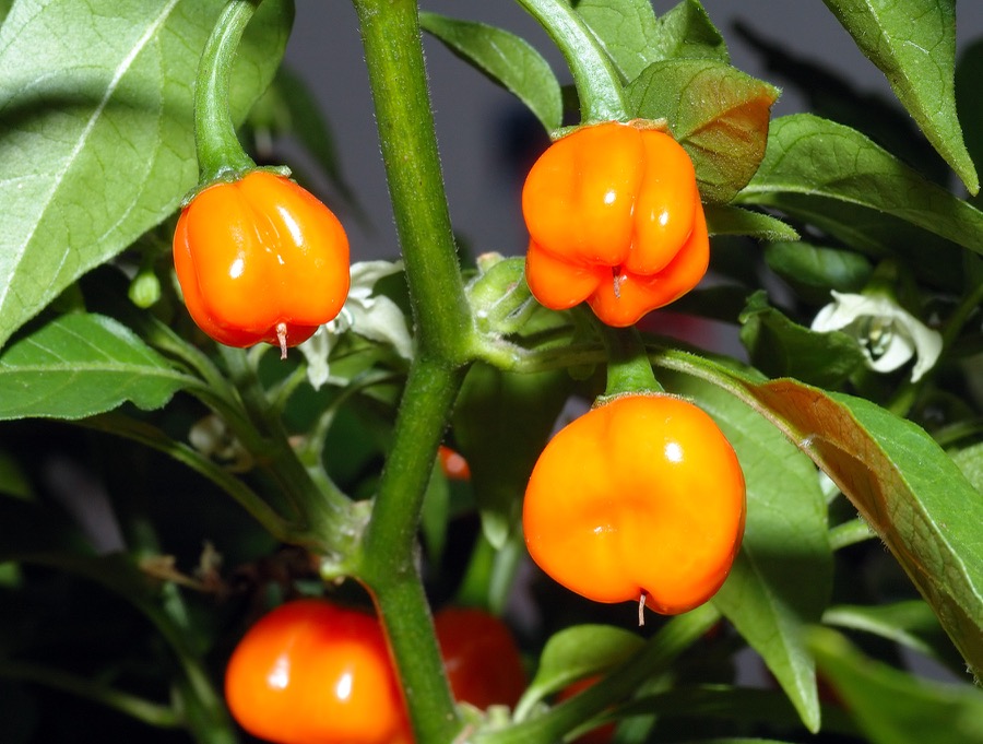 Habanero pepper