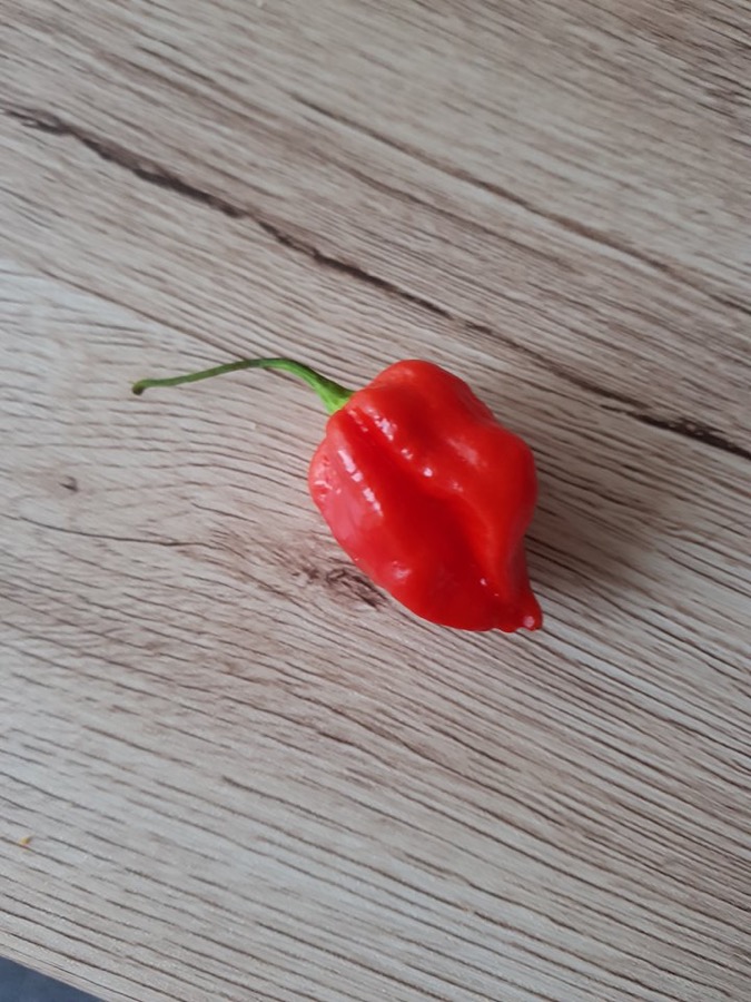 Komodo Dragon pepper
