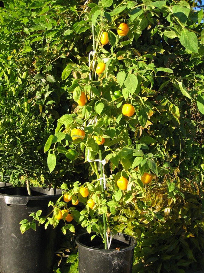 Manzano pepper
