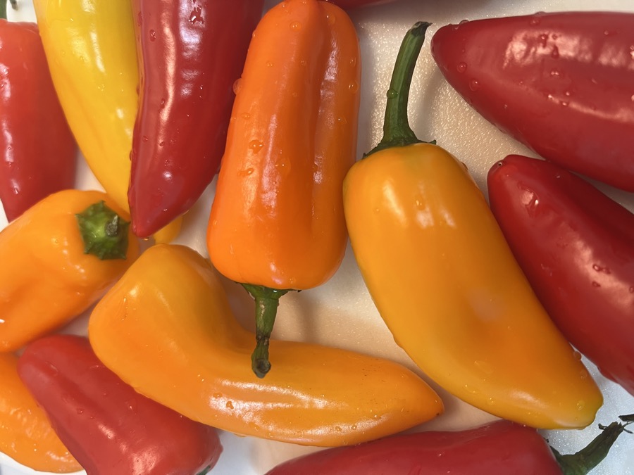 Mini Sweet Pepper pepper