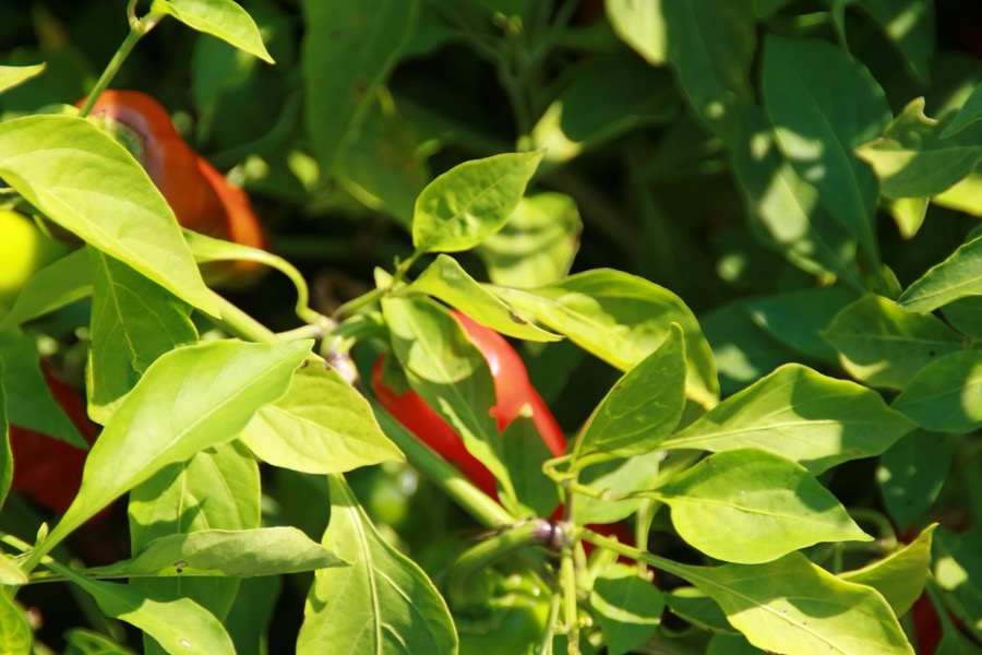 Pepperoncini pepper