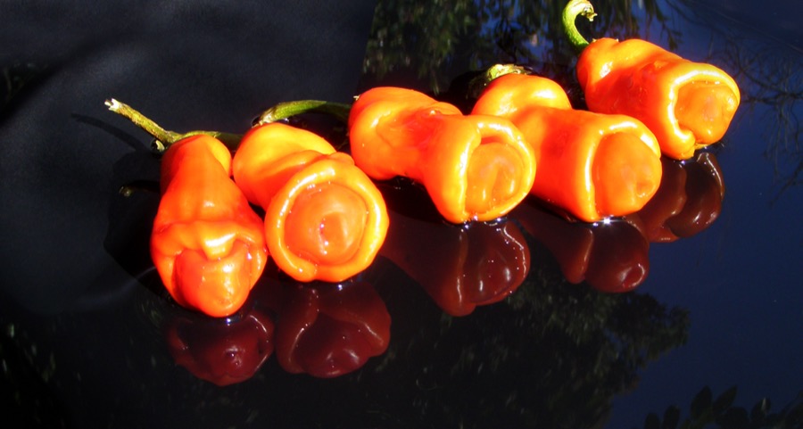 Peter Pepper pepper