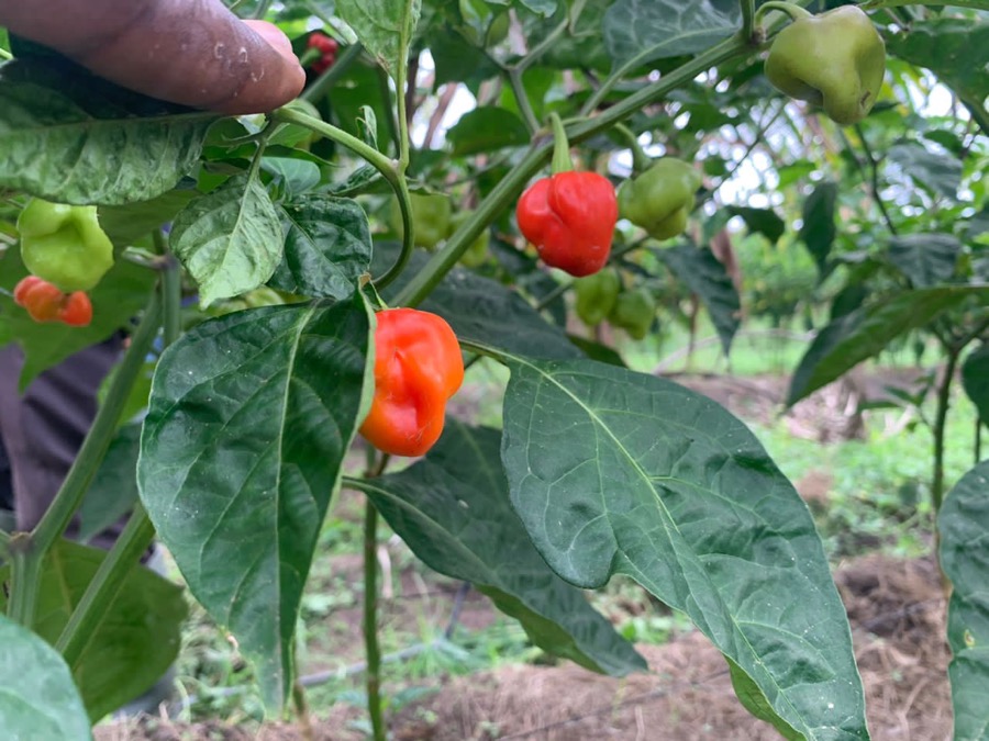 Red Habanero pepper