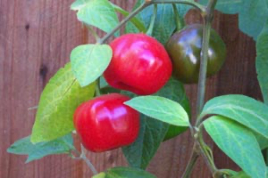 Rocoto pepper