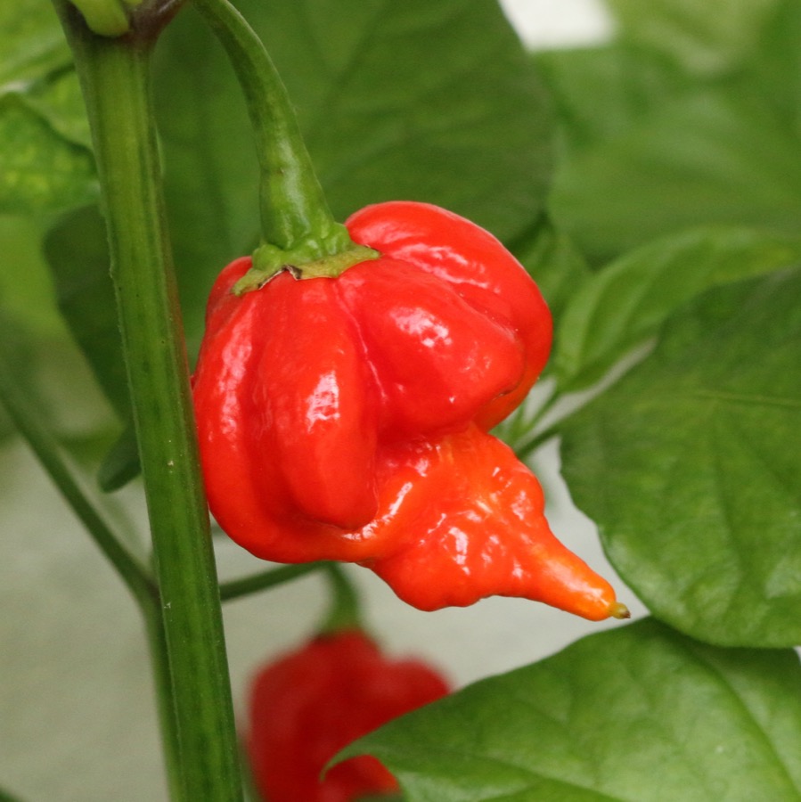 Scorpion Pepper pepper
