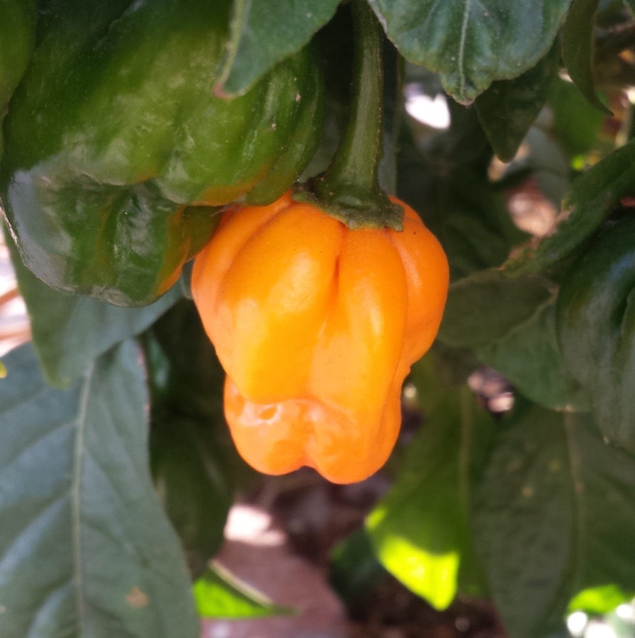 Scotch Bonnet pepper