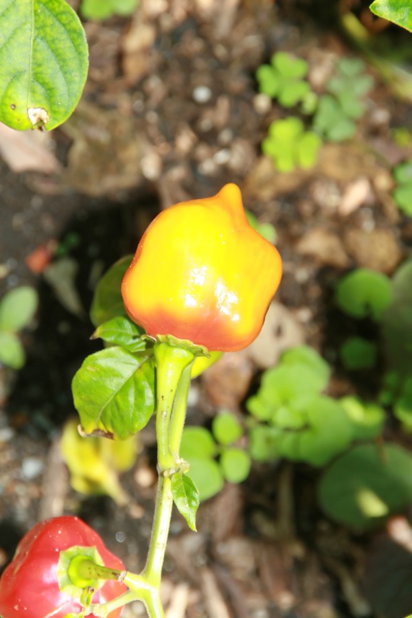 Scotch Bonnet pepper