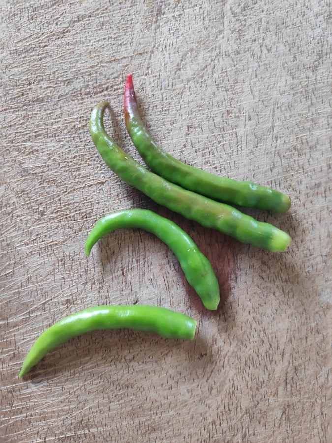 Serrano pepper
