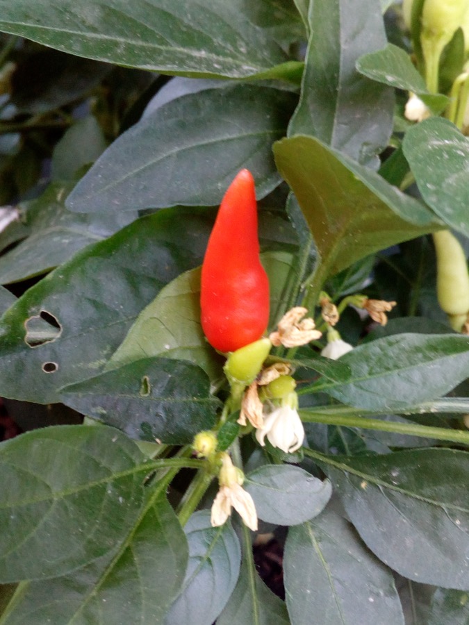 Tabasco Pepper pepper