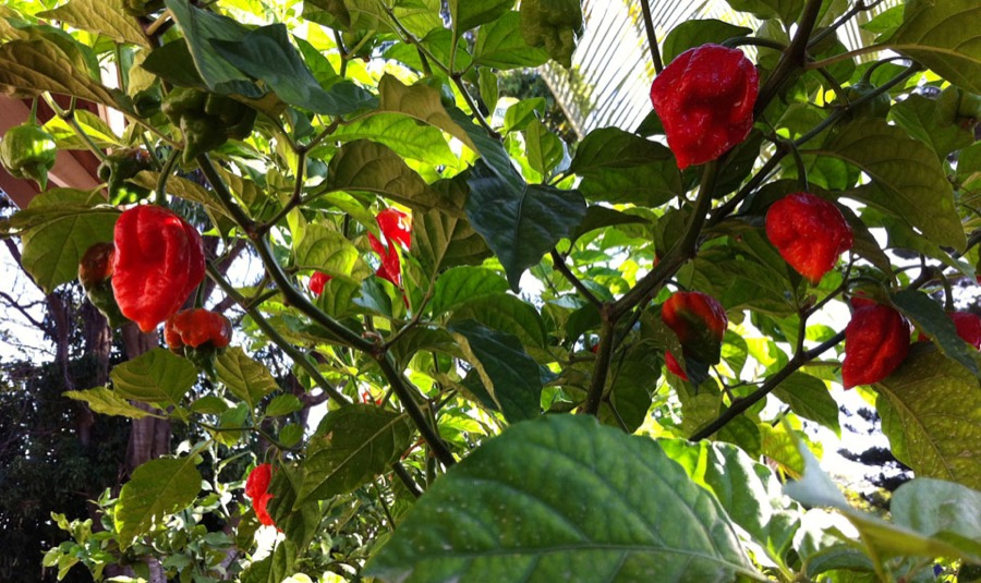 Trinidad Scorpion pepper